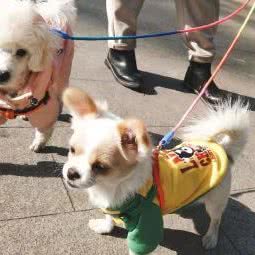 柯悠特宠物店:南京市秦淮区常府街/长白街附近