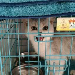 乐康宠物医院:南京市秦淮区升州路/集庆路附近