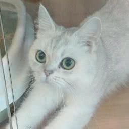 可乐宠物:南京市秦淮区秦虹村/中华门附近