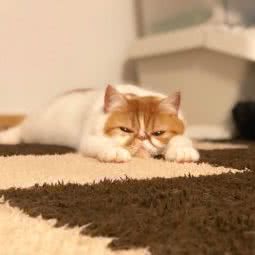 nono宠物部落阁(应天大街店):南京市秦淮区秦虹村/中华门附近