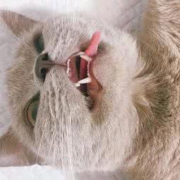 超人犬舍:南京市秦淮区秦虹村/中华门附近