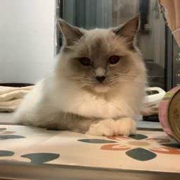 韩波宠物诊所:南京市秦淮区秦虹村/中华门附近