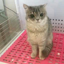 奶思宠物店:南京市秦淮区夫子庙/水游城附近