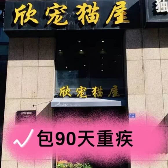 欣宠猫屋·名猫专卖店:南京市秦淮区夫子庙/水游城附近