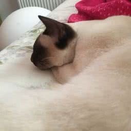 恒康宠物医院(龙蟠中路店):南京市秦淮区夫子庙/水游城附近