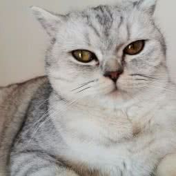 母星之旅宠物火化身后事服务:南京市建邺区建邺万达附近