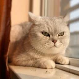 师皇宠物医院(河西店):南京市建邺区建邺万达附近