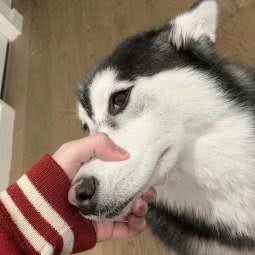 cat brother:北京城区房山区良乡附近