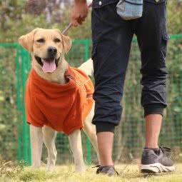 功夫狗狗狗寄养训练班级:南京市建邺区奥体中心附近