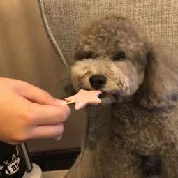 二郎妈的宠物蛋糕房:南京市建邺区奥体中心附近