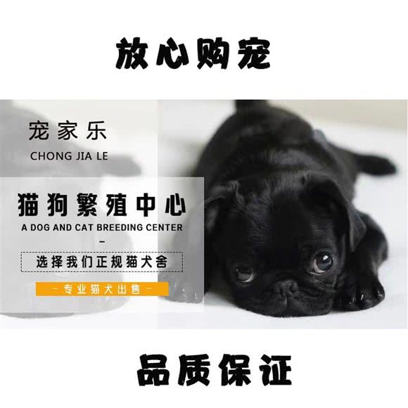 宠家乐宠物专卖:南京市建邺区奥体中心附近