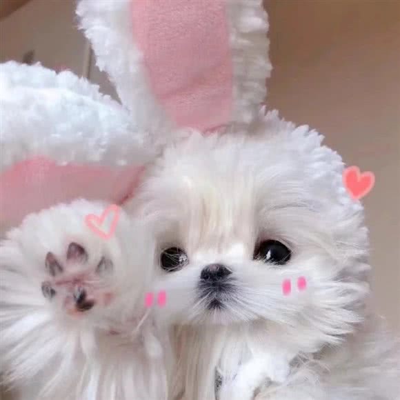 洋喵帅狗宠物店:北京城区房山区良乡附近