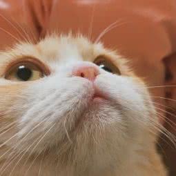 爱猫一族:南京市建邺区莫愁湖/水西门附近