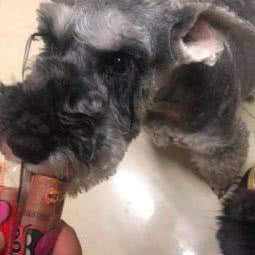 美丽家庭宠物寄养:南京市建邺区应天大街/文体路附近