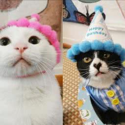 甜豆花私宠定制·猫狗宠物蛋糕:南京市建邺区应天大街/文体路附近