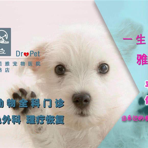 诺雅宠物医院:南京市建邺区应天大街/文体路附近