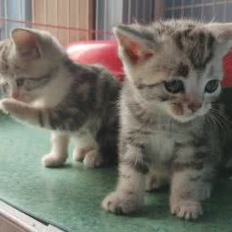 派多格宠物狗:北京城区房山区良乡附近