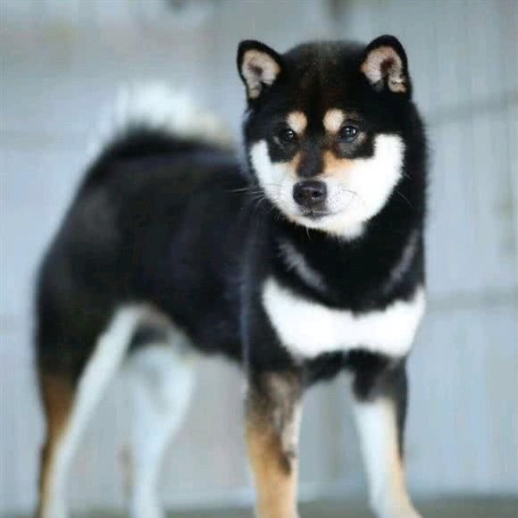 地基宠物名猫名狗活体专卖店:南京市建邺区集庆门大街附近