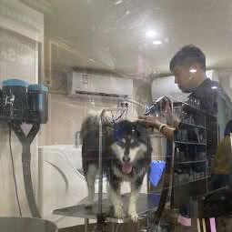 你是全世界宠物店:南京市建邺区集庆门大街附近