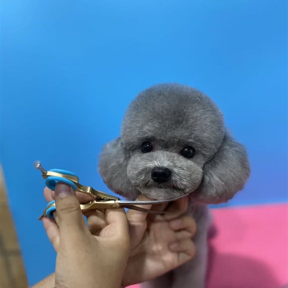 派多格宠物(旭辉天地店):北京城区房山区良乡附近