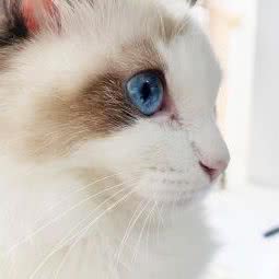 301宠物诊所:南京市建邺区西善桥/油坊桥附近