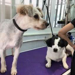 宠爱一生宠物店:南京市建邺区茶南美食/万达金街附近