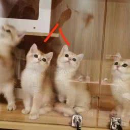 萌友名贵猫之家:南京市建邺区茶南美食/万达金街附近