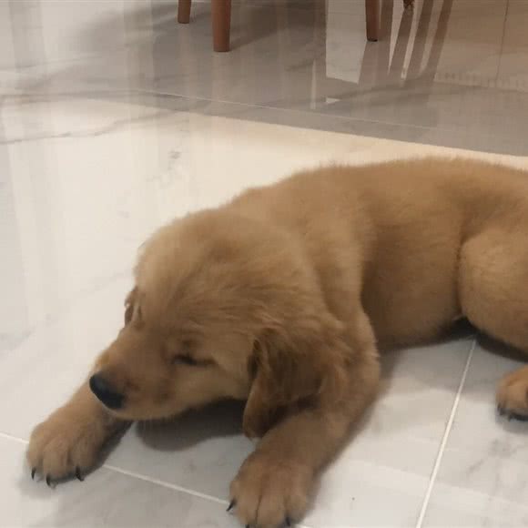 月牙宠物火化殡葬中心:南京市建邺区油坊桥/天迈广场附近