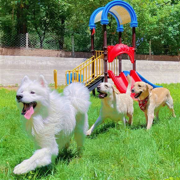 Mini Peach宠物乐园:北京城区房山区良乡附近