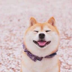 恒康宠物医院(司背后分院):南京市鼓楼区山西路/湖南路附近