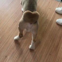 阿姆宠物:南京市鼓楼区三牌楼附近