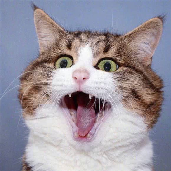 猫十三名猫馆(三牌楼店):南京市鼓楼区三牌楼附近