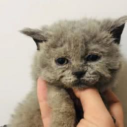 叮当猫:南京市鼓楼区凤凰西街附近