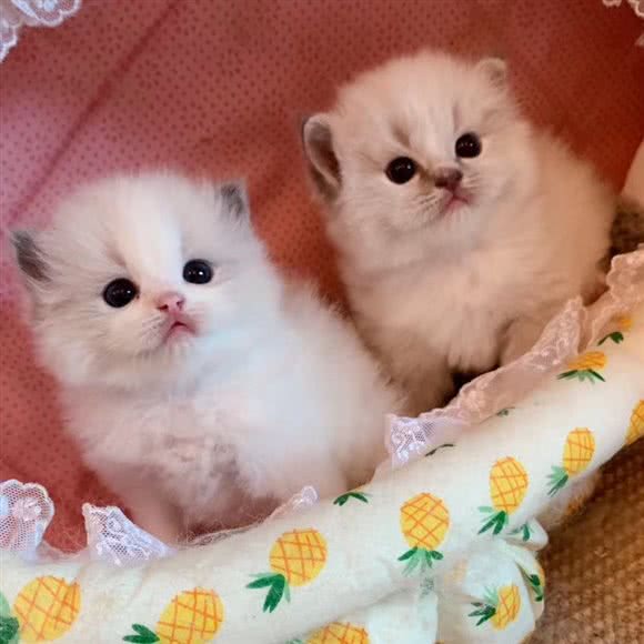 熊娃娃布偶猫舍?寄养:南京市鼓楼区热河南路/三汊河附近