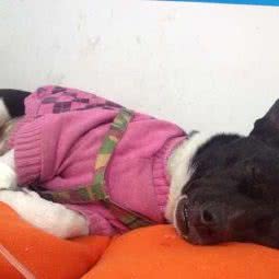 恒康宠物医院(四平路分院):南京市鼓楼区建宁路附近