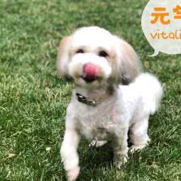 Teemo宠物:南京市鼓楼区南京西站/阅江楼附近