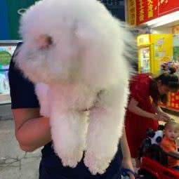 小宠大爱宠物食品:南京市鼓楼区南京西站/阅江楼附近