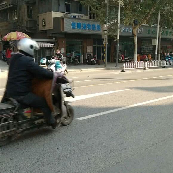 恒康宠物医院(城西分院):南京市鼓楼区环宇城附近