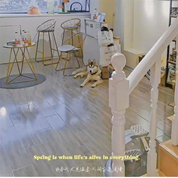 Hello汪喵私宠?CFA猫舍:南京市鼓楼区新城市/虹桥中心附近