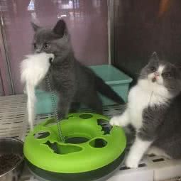 转角萌宠屋:南京市鼓楼区金陵小区附近