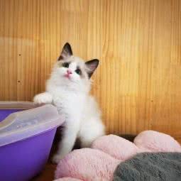 芸朵萌宠专卖:南京市鼓楼区小市附近