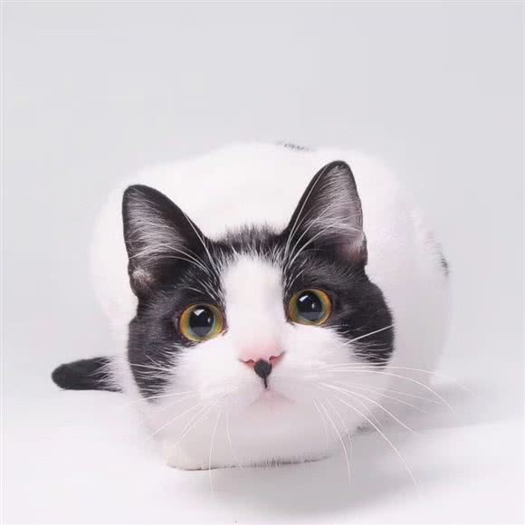 唯宠荟猫咪主题生活:南京市鼓楼区南京艺术学院/龙江附近