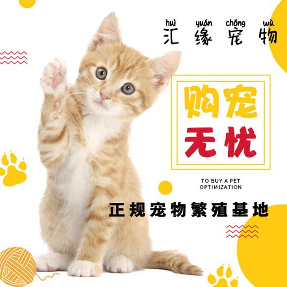 汇缘宠物猫狗专售:南京市鼓楼区五塘村附近