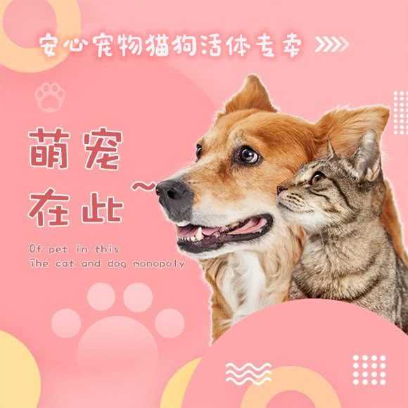 安心宠物猫狗活体专卖:南京市鼓楼区新街口/五台山体育中心附近