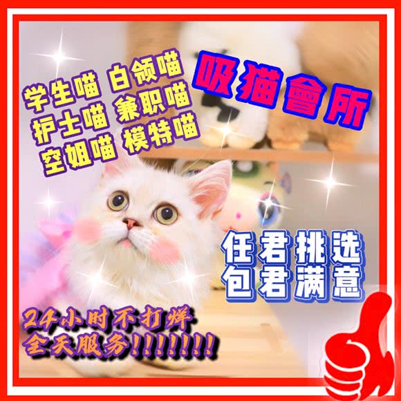 宠喵舍宠物猫咪活体专卖店(桥北店):南京市浦口区弘阳广场/印象汇附近