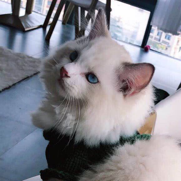 甜言喵语·猫咖·寄养:南京市浦口区江浦附近