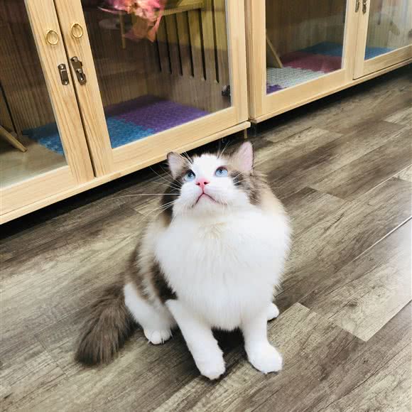 张小喵猫咪洗护宠物馆(明发财富中心店):南京市浦口区江浦附近