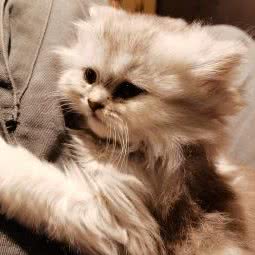 零点喵屋:南京市浦口区江浦附近