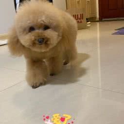 爱尚宠物生活馆(旭日上城店):南京市浦口区天润城/天悦城附近