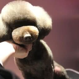 吉宠宠物:南京市浦口区天润城/天悦城附近